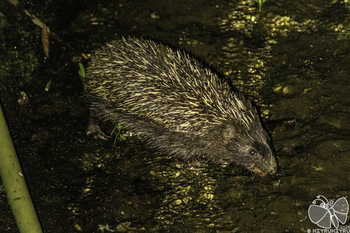 Amur Hedgehog