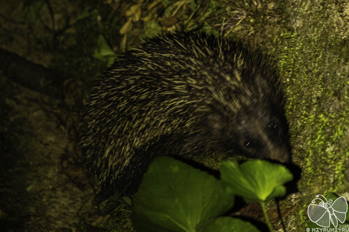Erinaceus nuotrauka