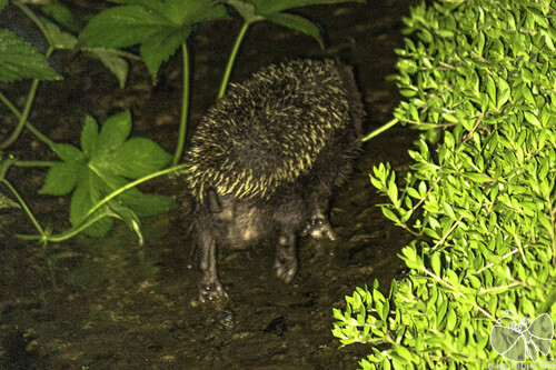 Amur Hedgehog