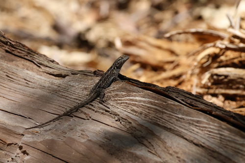 iNaturalist observation photo of Western Fence Lizard