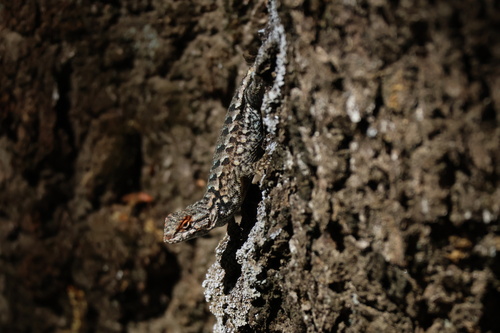 iNaturalist observation photo of Western Fence Lizard
