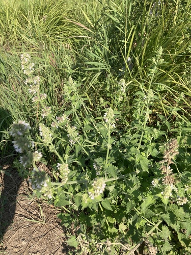 Catnip