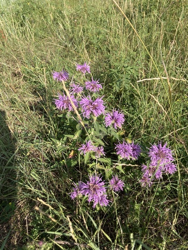 wild bergamot