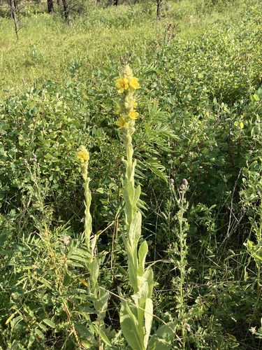 great mullein