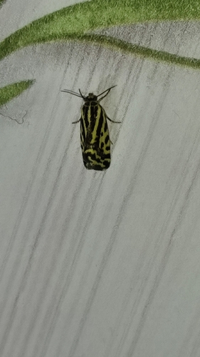 Spotted Sulphur