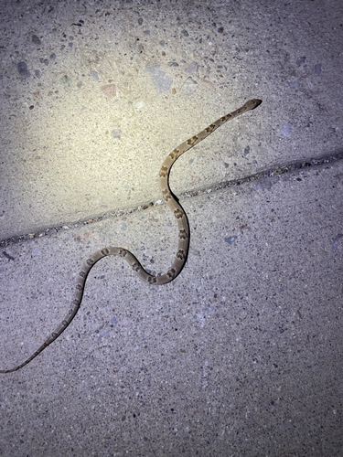 Texas Lyre Snake