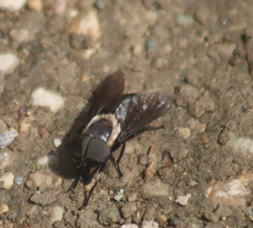 Unknown species found near Franklin to the Fort, Missoula, MT, USA