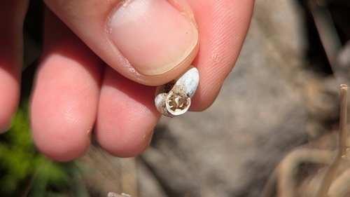 Boulder Canyon Woodlandsnail