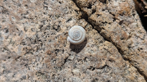 Boulder Canyon Woodlandsnail