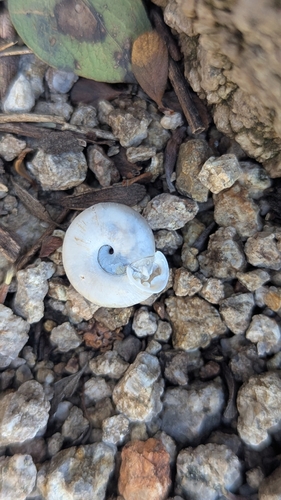 Boulder Canyon Woodlandsnail