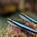 Neon Gobies - Photo (c) Tim Cameron, all rights reserved, uploaded by Tim Cameron