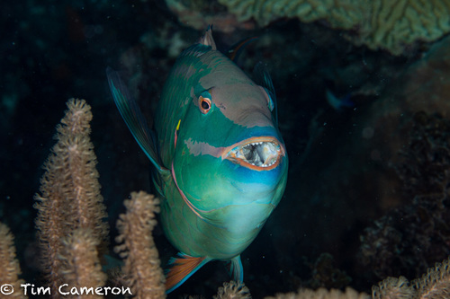Stoplight Parrotfish