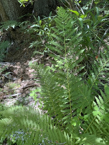 iNaturalist observation photo of Common Lady Fern