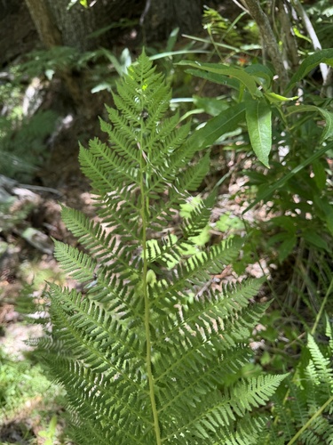 iNaturalist observation photo of giant chain fern