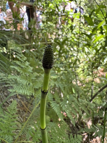 iNaturalist observation photo of rough horsetail