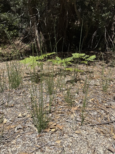 iNaturalist observation photo of smooth horsetail