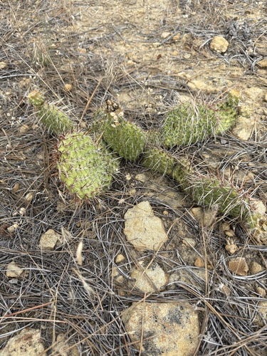 iNaturalist observation 2025-07-23