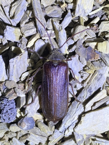 iNaturalist observation photo of Hairy Pine Borer