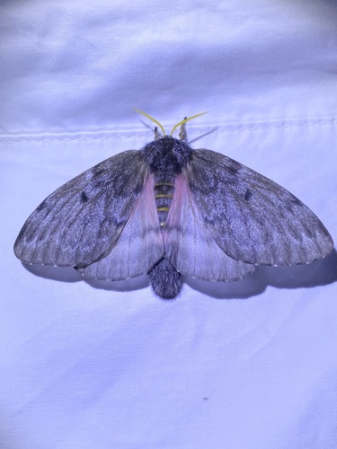 iNaturalist observation photo of Pandora Pinemoth
