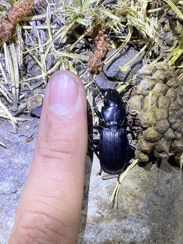 iNaturalist observation photo of Pterostichus lama