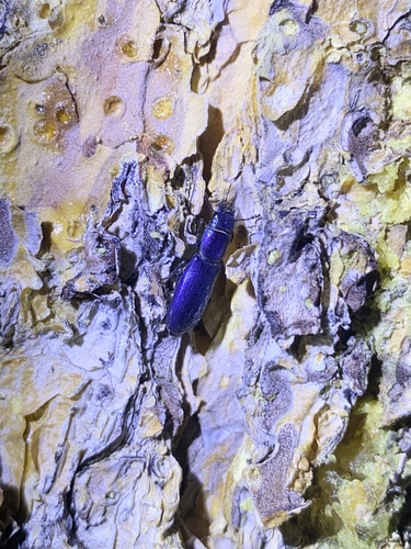 iNaturalist observation photo of Pine Trogossitid Beetle