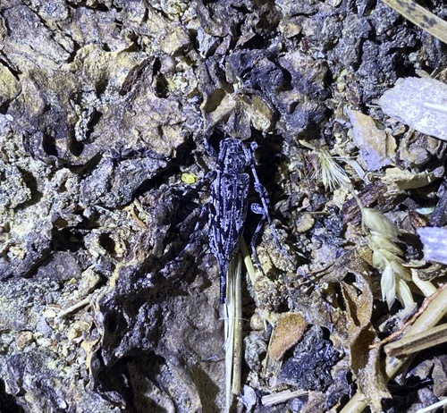 iNaturalist observation photo of Acanthocinus obliquus
