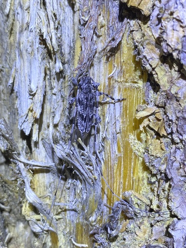 iNaturalist observation photo of Acanthocinus obliquus