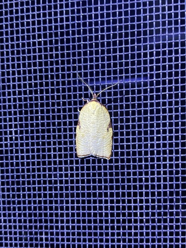 iNaturalist observation photo of Western Avocado Leafroller Moth