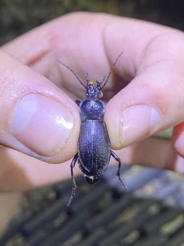 iNaturalist observation photo of Gravel Ground Beetle
