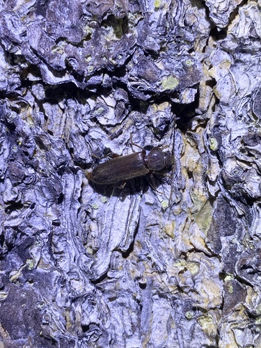 iNaturalist observation photo of Asemini