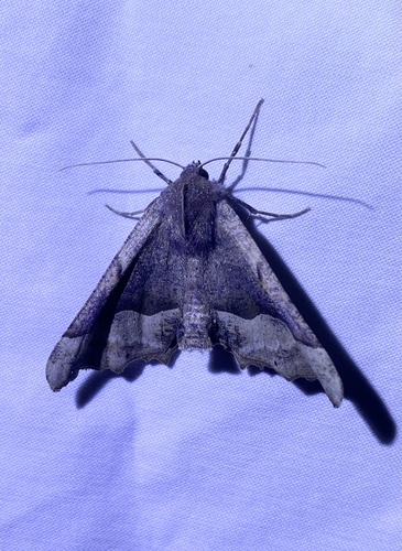 iNaturalist observation photo of Pero mizon
