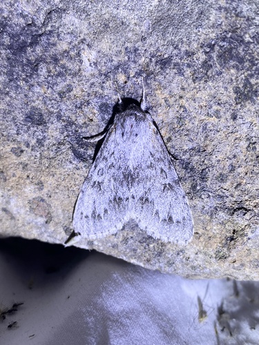 iNaturalist observation photo of Large Gray Dagger