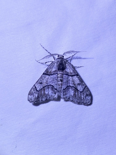 iNaturalist observation photo of Dyar's Looper Moth