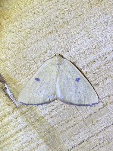 iNaturalist observation photo of Sulphur Moth