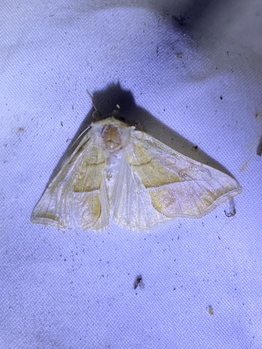 iNaturalist observation photo of Pherne