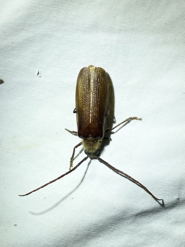 iNaturalist observation photo of Hairy Pine Borer