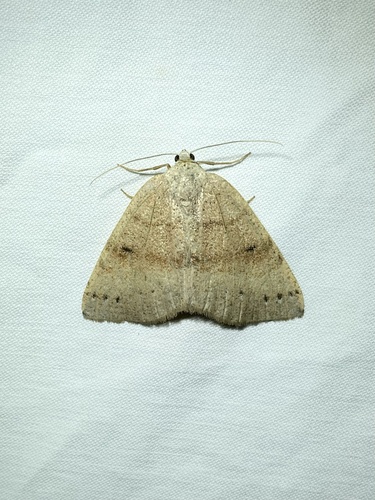 iNaturalist observation photo of Drepanulatrix