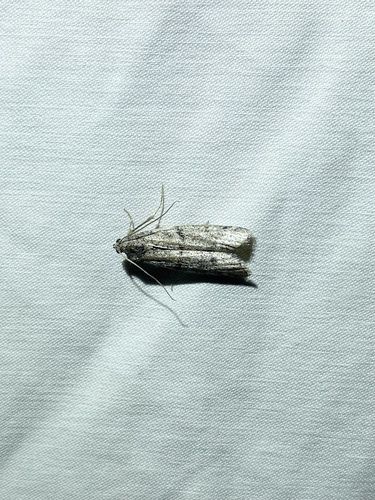iNaturalist observation photo of Phycitini