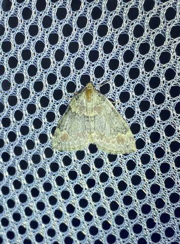iNaturalist observation photo of Dysstroma