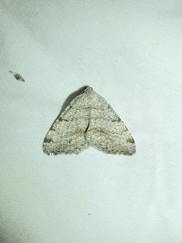 iNaturalist observation photo of Macaria