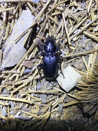 iNaturalist observation photo of Pterostichus lama