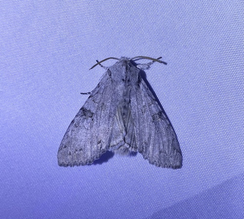 iNaturalist observation photo of Cutworms and Dart Moths