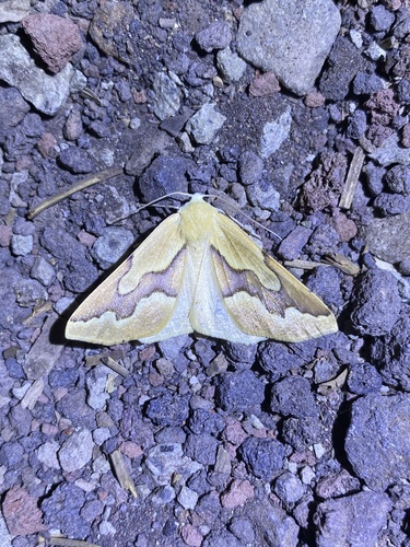 iNaturalist observation photo of Golden Girdle