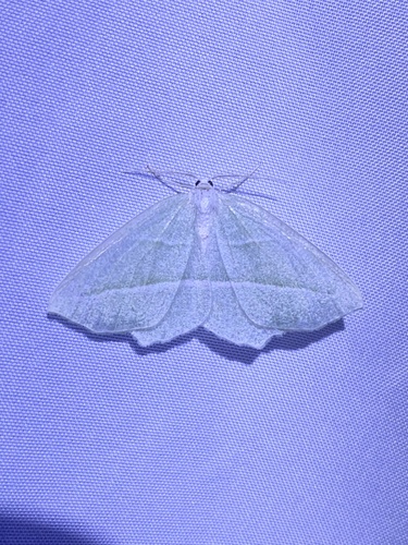 iNaturalist observation photo of Campaea
