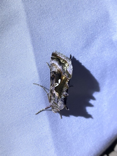 iNaturalist observation photo of Alfalfa Looper