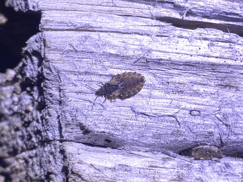iNaturalist observation photo of Aradus proboscideus