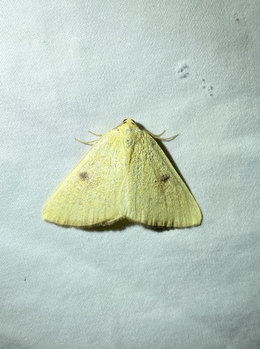 iNaturalist observation photo of Sulphur Moth