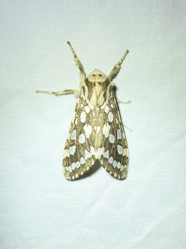 iNaturalist observation photo of Silver-spotted Tiger Moth