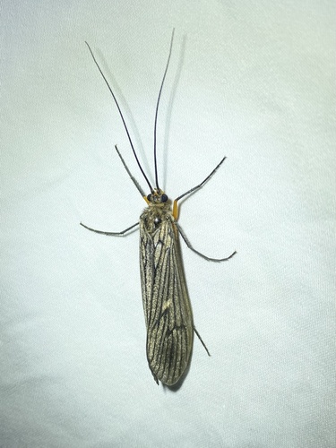 iNaturalist observation photo of Dicosmoecus atripes