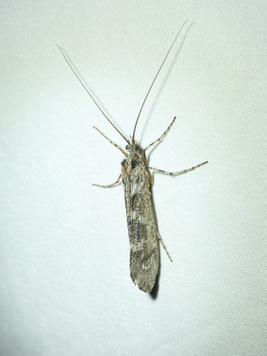 iNaturalist observation photo of Lenarchus